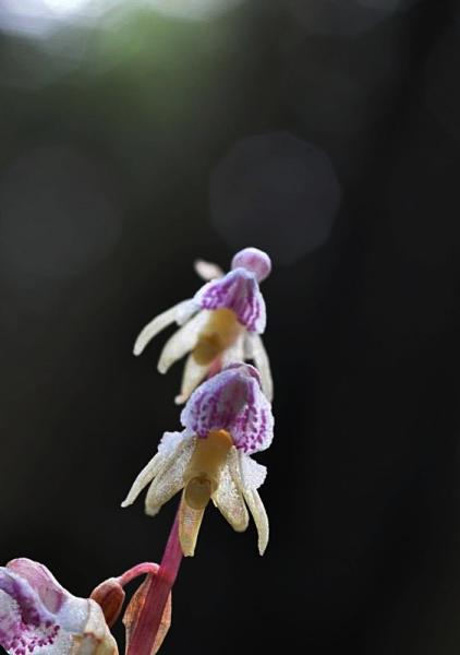 DSC_1896.JPG